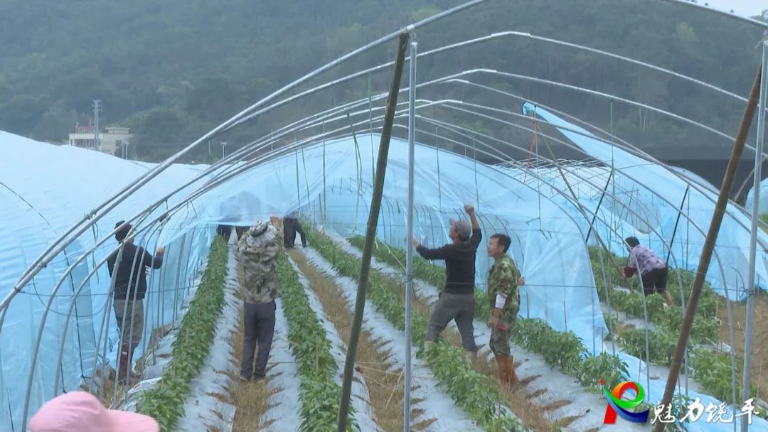 饶平县农业农村局实时指导农户做好冬种蔬菜防寒事情